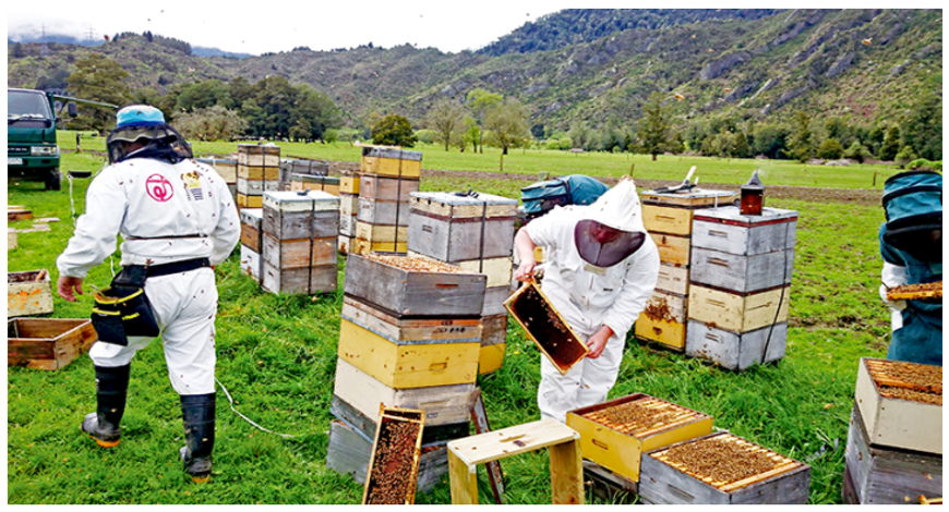 杉養蜂園は養蜂部員が現マヌカ蜜(モノフローラル・マヌカハニー)の採蜜の様子