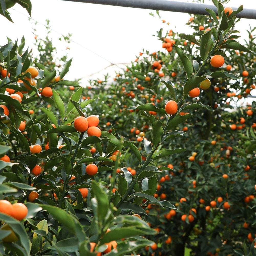 完熟きんかん蜂玉L【他の商品との同時購入不可・国内配送のみ】