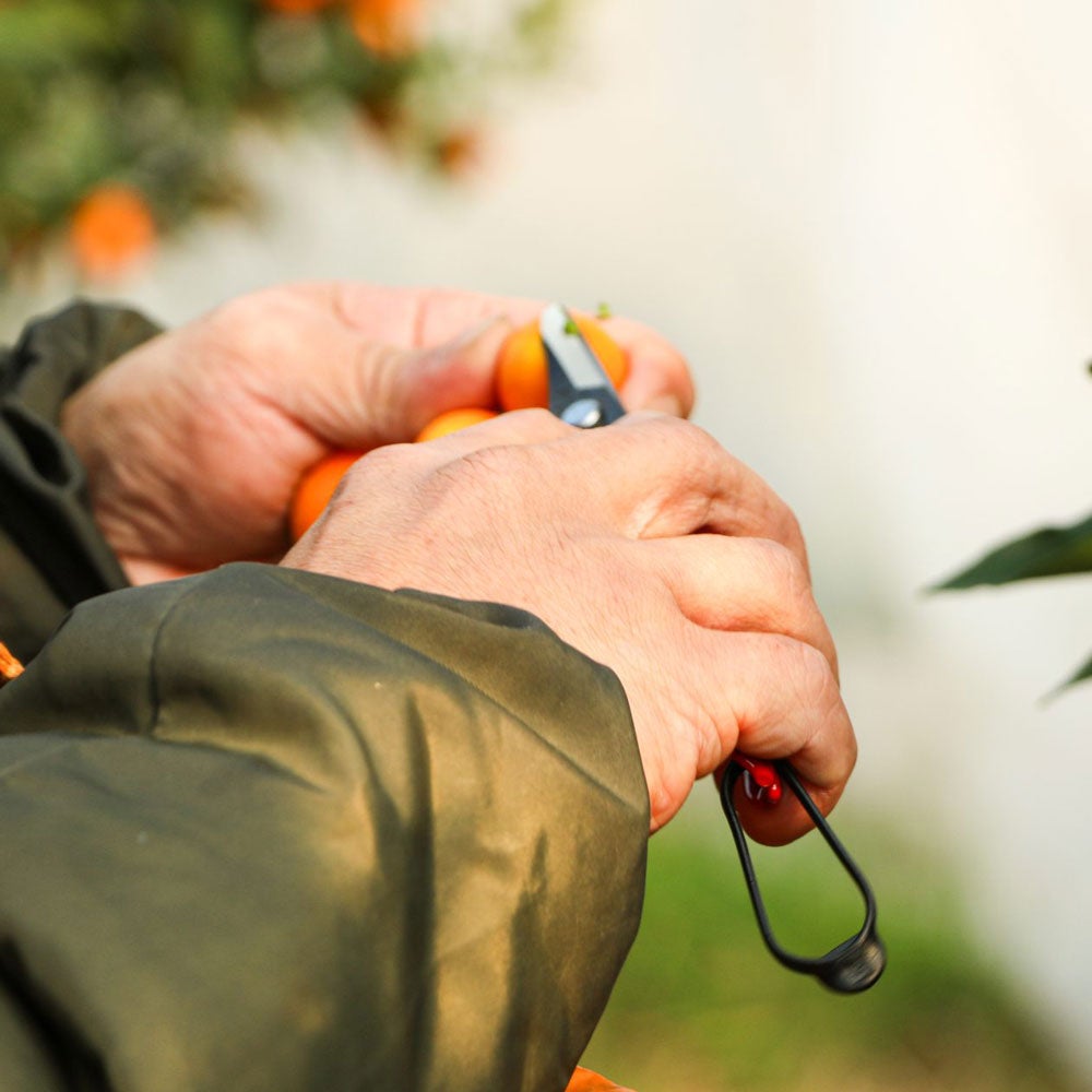 完熟きんかん蜂玉L【他の商品との同時購入不可・国内配送のみ】