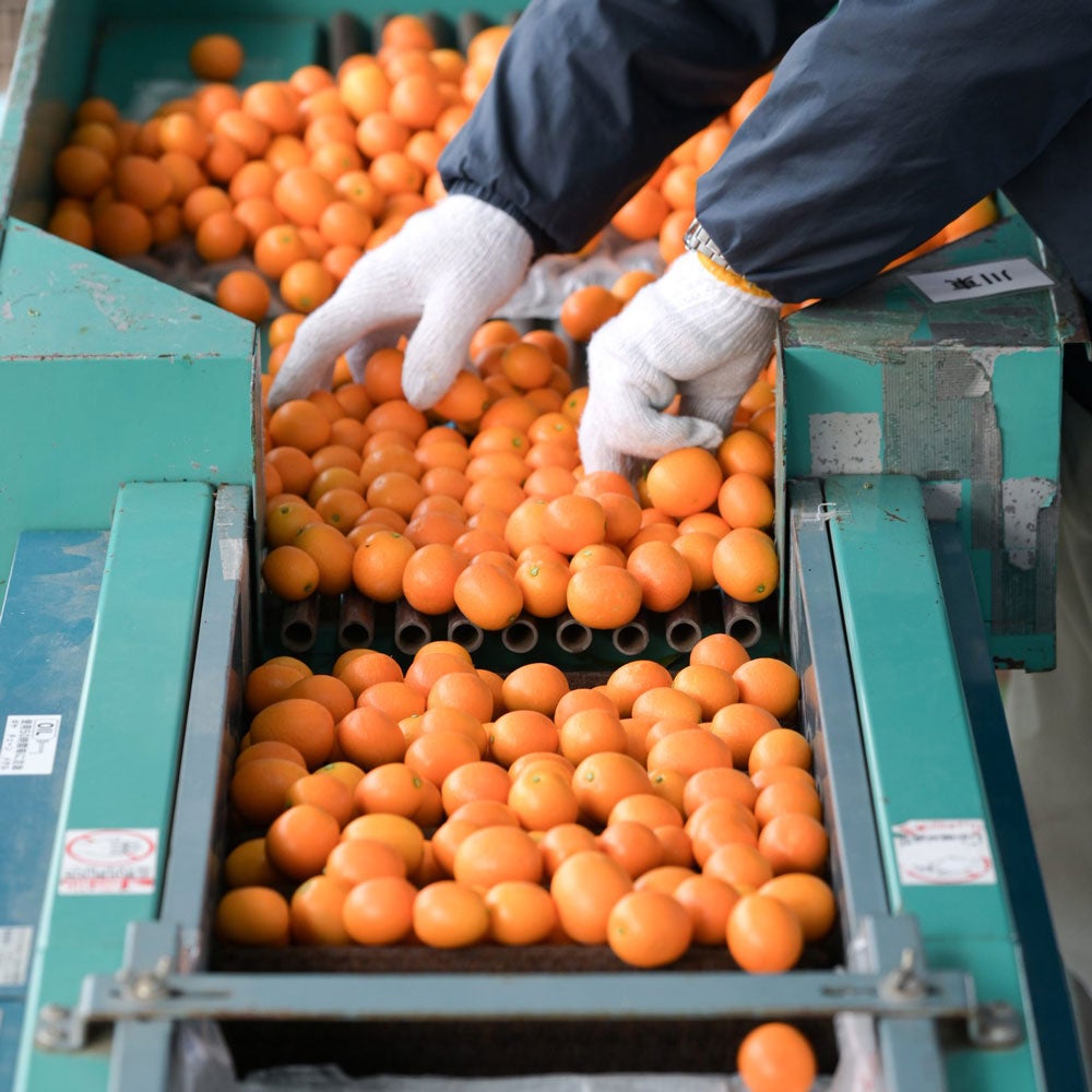 完熟きんかん蜂玉2L【他の商品との同時購入不可・国内配送のみ】