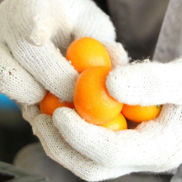 完熟きんかん蜂玉2L【他の商品との同時購入不可・国内配送のみ】