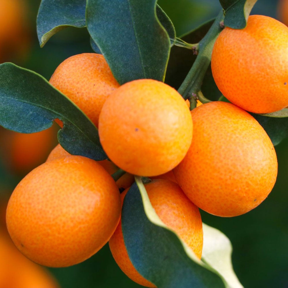 完熟きんかん蜂玉2L【他の商品との同時購入不可・国内配送のみ】