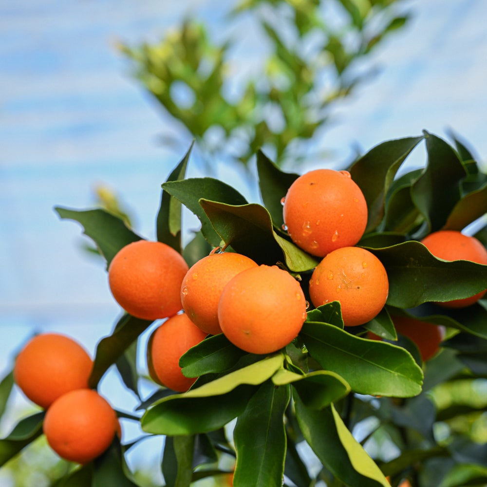 벌꿀 킨칸 감로 삶은 (400g)