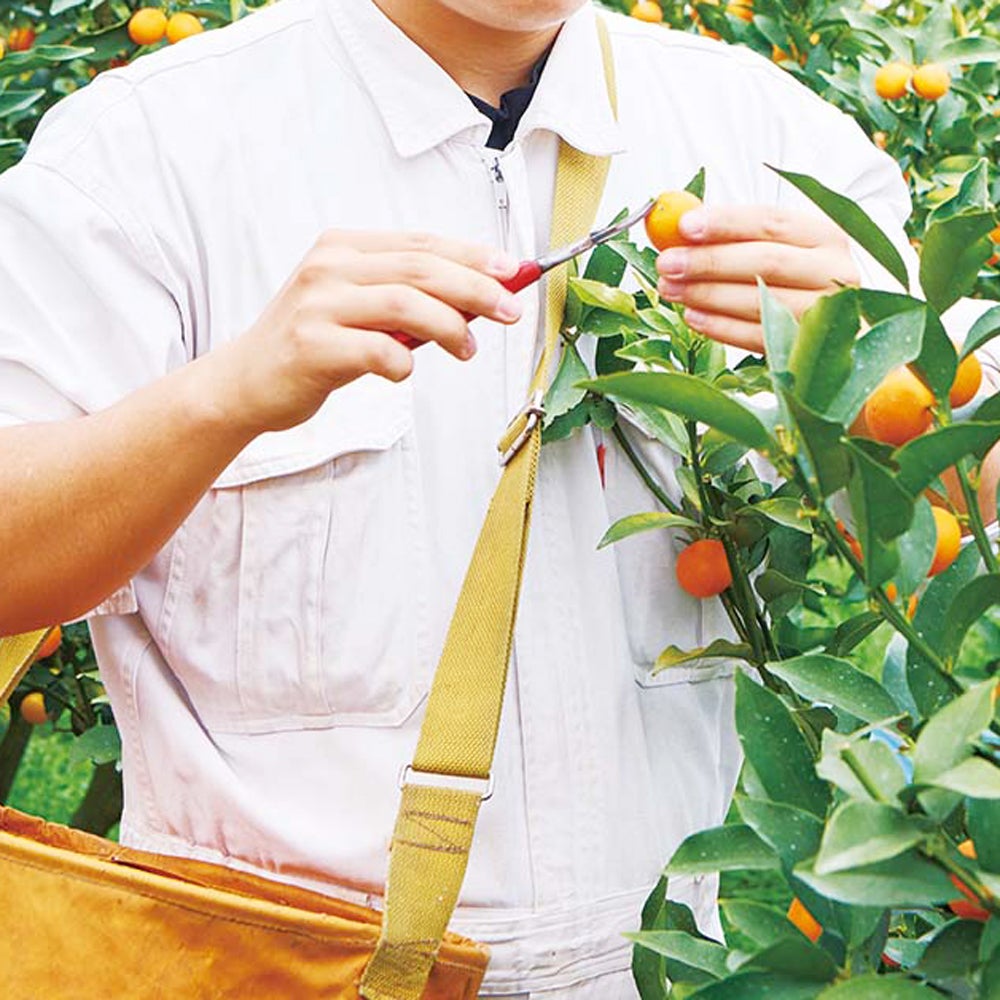 完熟きんかん蜂玉2L【他の商品との同時購入不可・国内配送のみ】