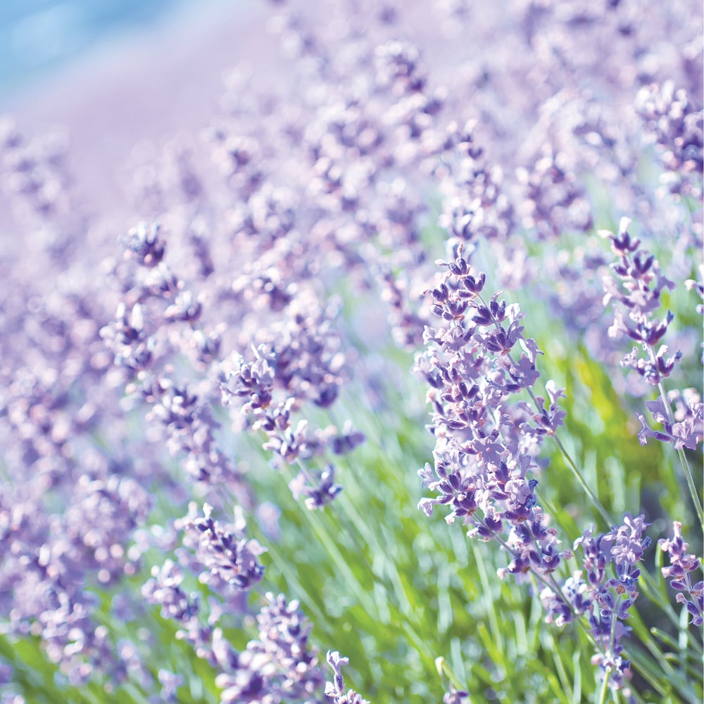 Bulgarian Lavender Honey (500g per jar)