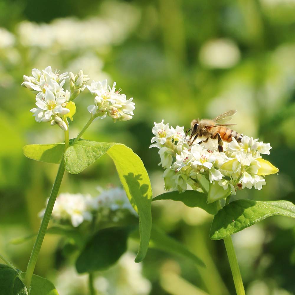 Buckwheat Honey - Made in Japan (500g/jar)