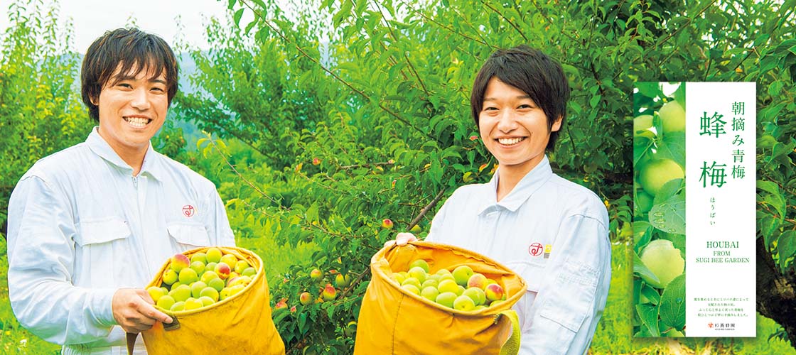 朝摘み青梅『蜂梅』